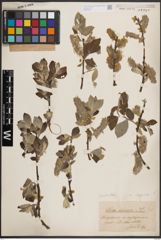 Foto von Salix caprea L.
